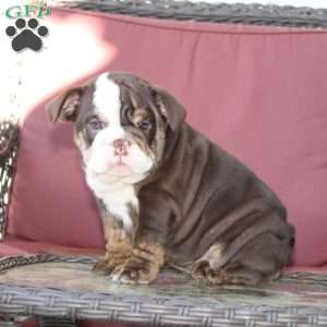 Ellie, English Bulldog Puppy